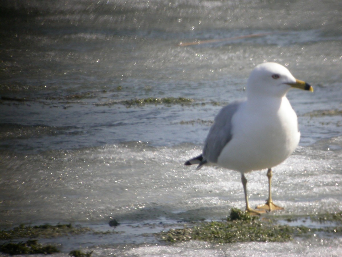 Ring-billed Gull - Maurice Raymond