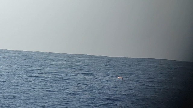 Albatros de Laysan - ML616903756