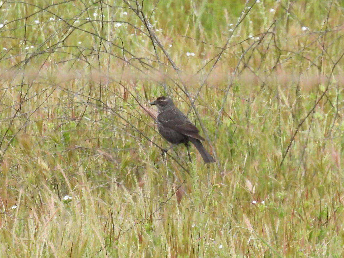 Tricolored Blackbird - Martha Wild