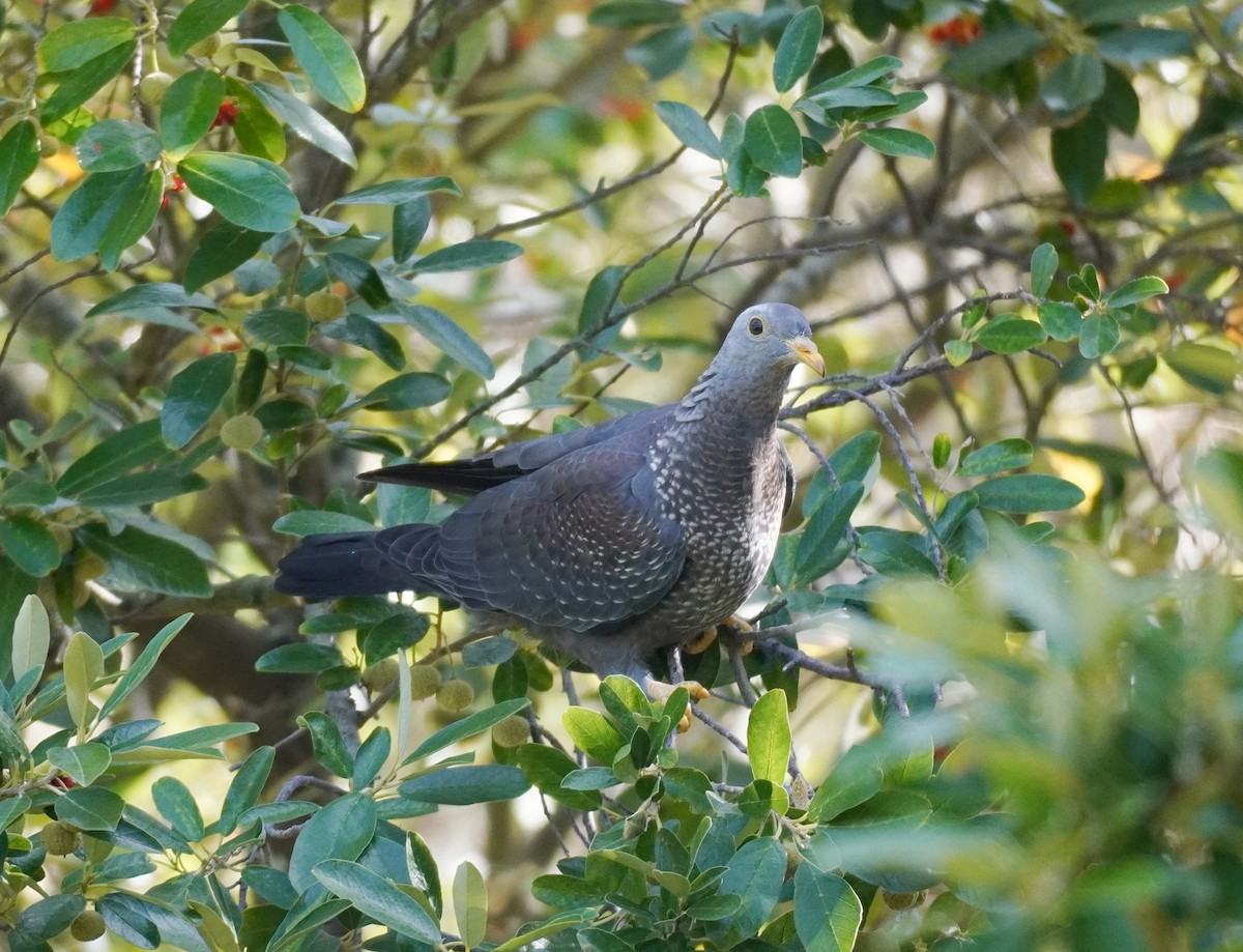 Pigeon rameron - ML616903763