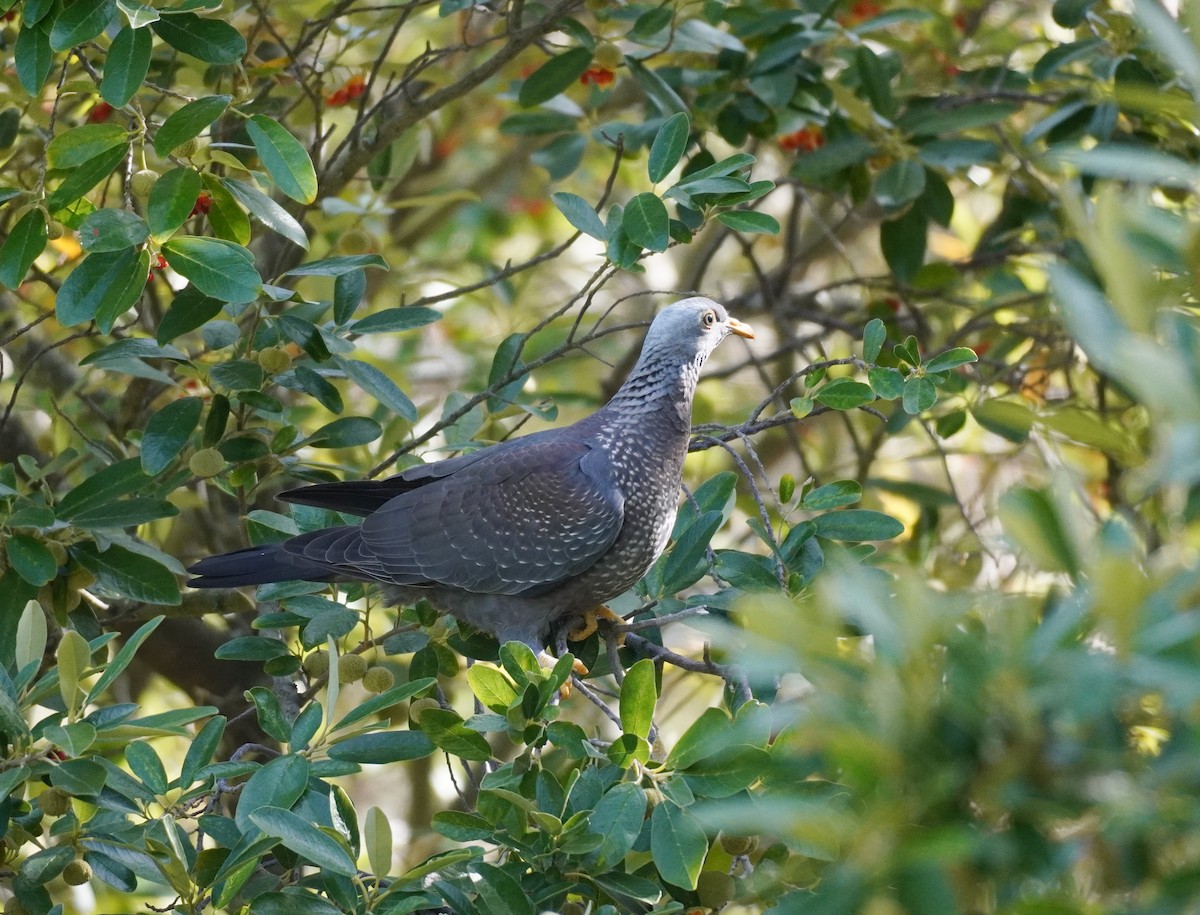 Pigeon rameron - ML616903764