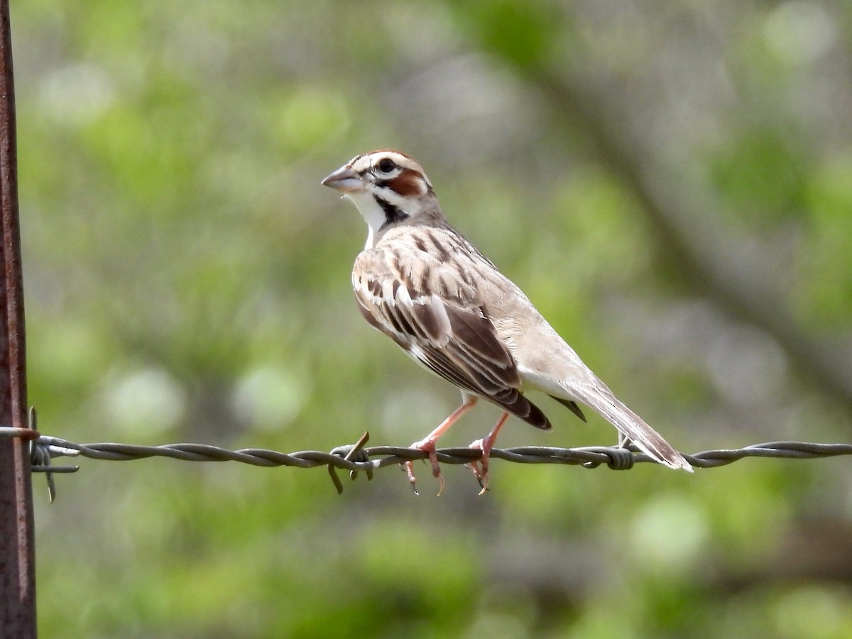 Lark Sparrow - ML616903768