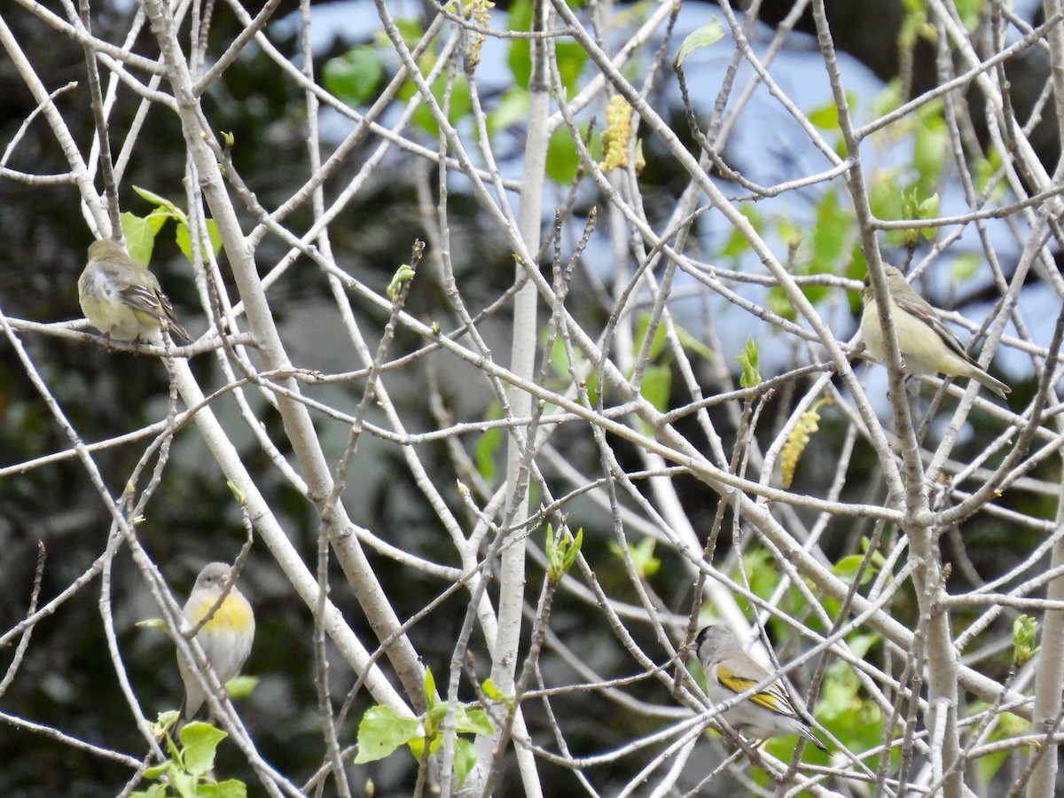 Lawrence's Goldfinch - ML616903780