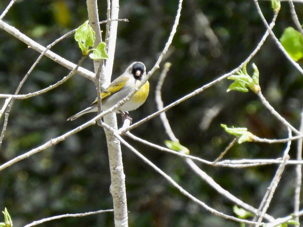 Lawrence's Goldfinch - Martha Wild