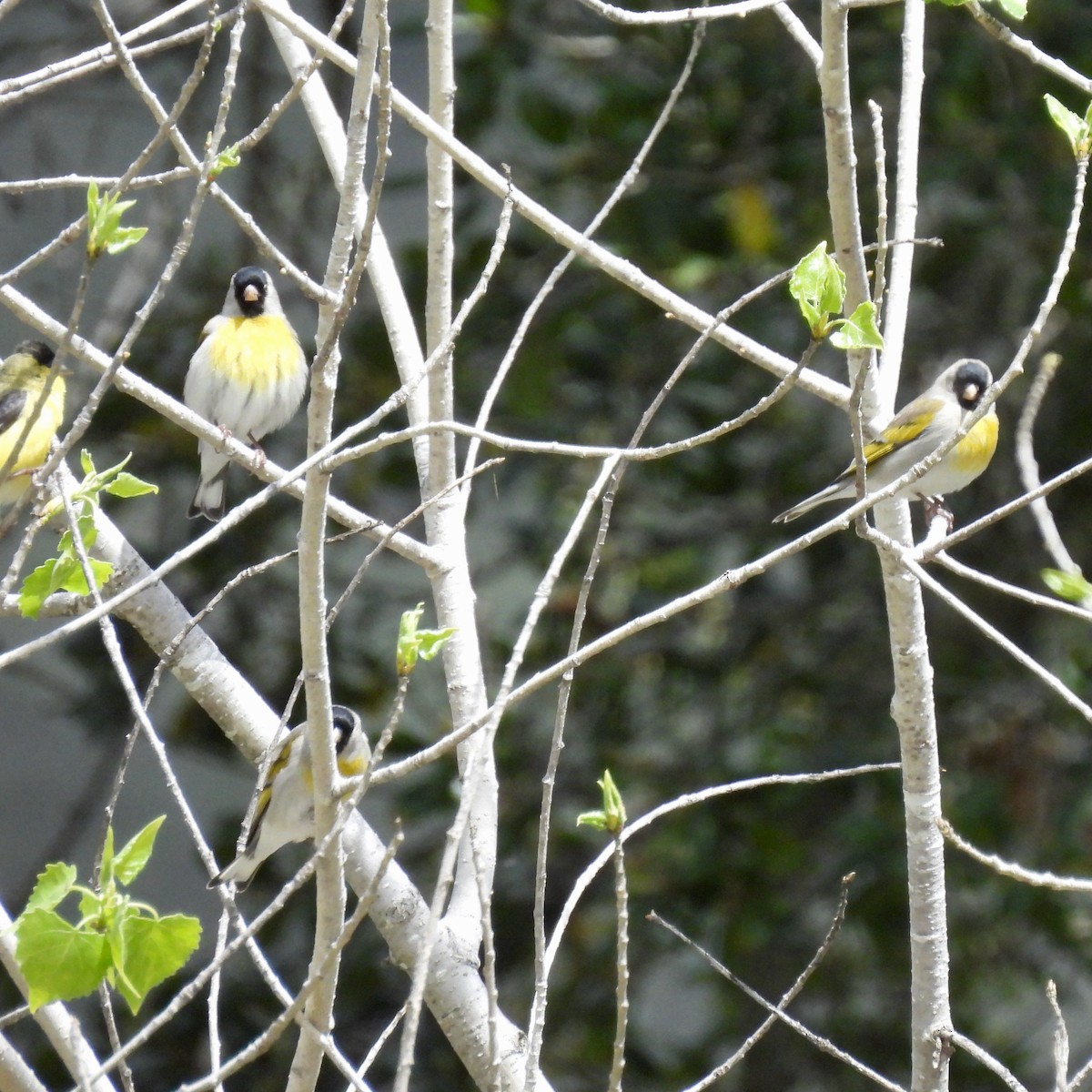 Lawrence's Goldfinch - ML616903791