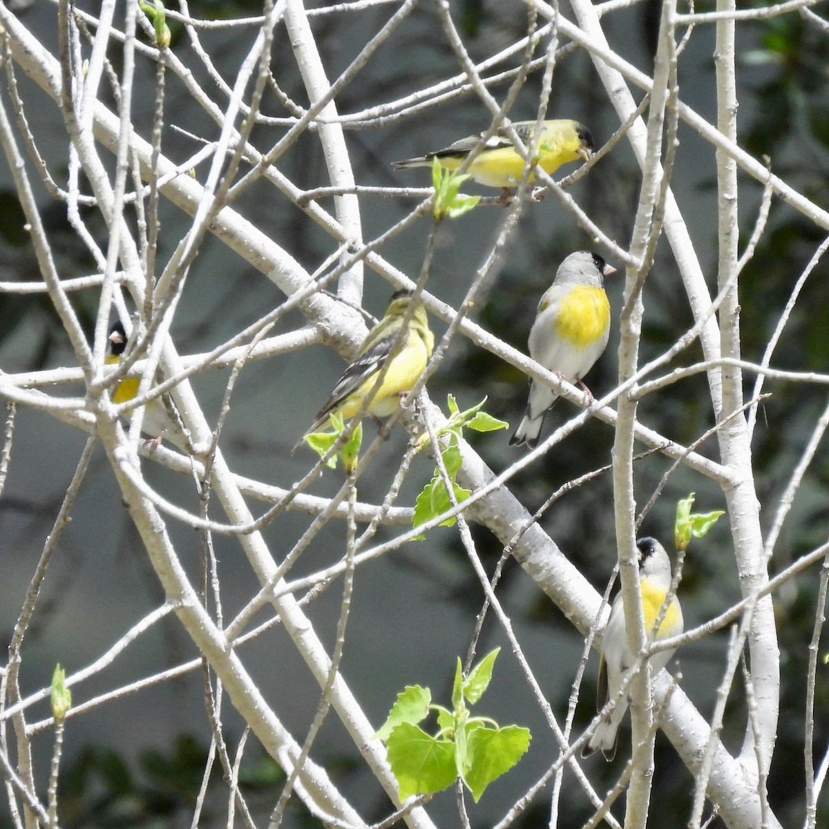 Lawrence's Goldfinch - ML616903801