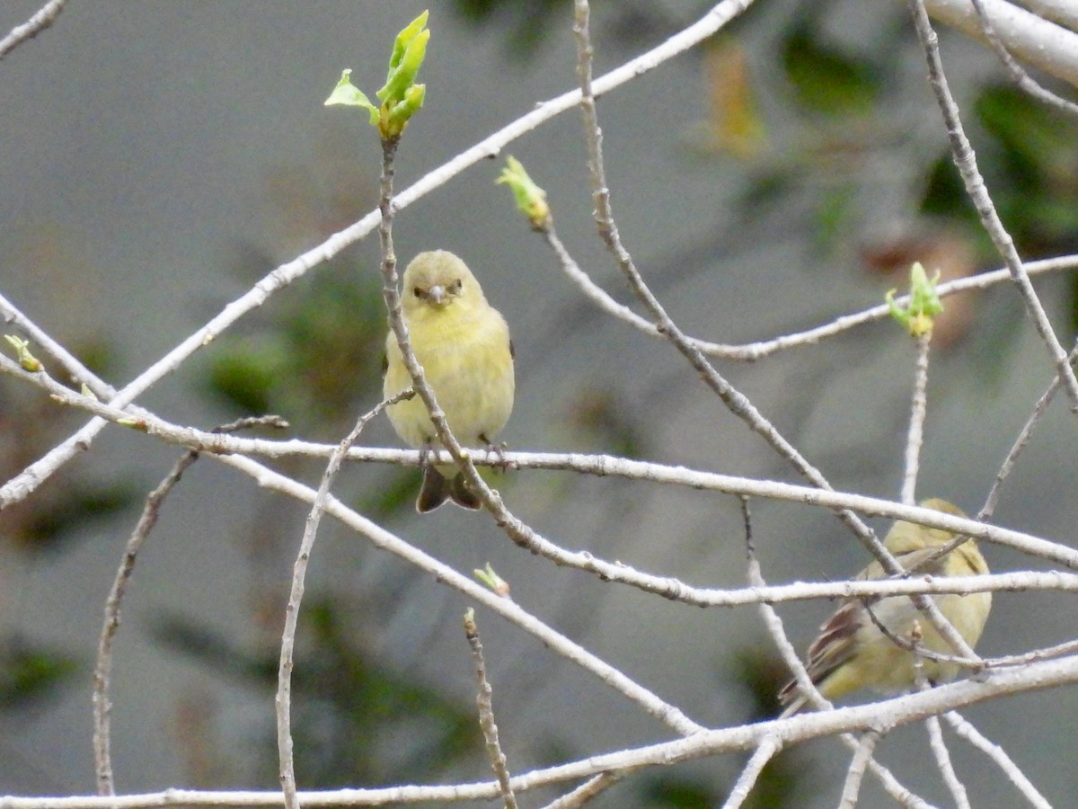 Lesser Goldfinch - ML616903812