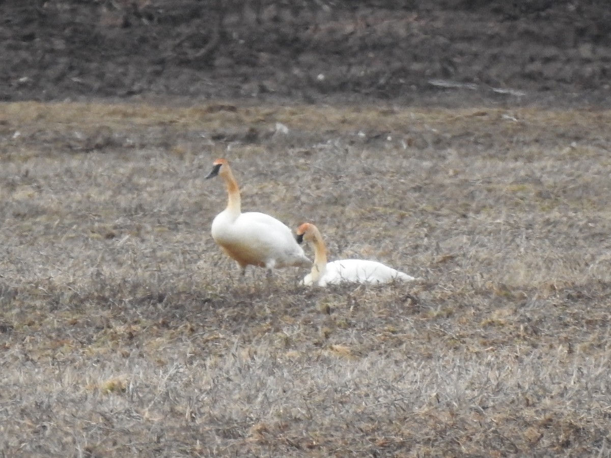 Cygne trompette - ML616903816