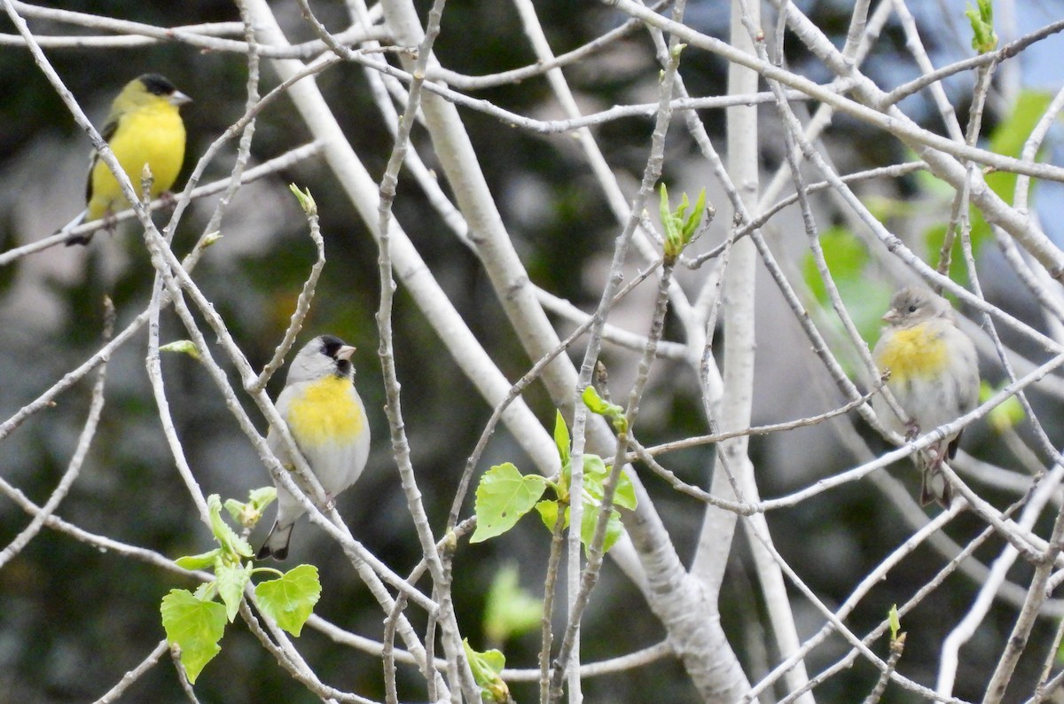 Lawrence's Goldfinch - ML616903819