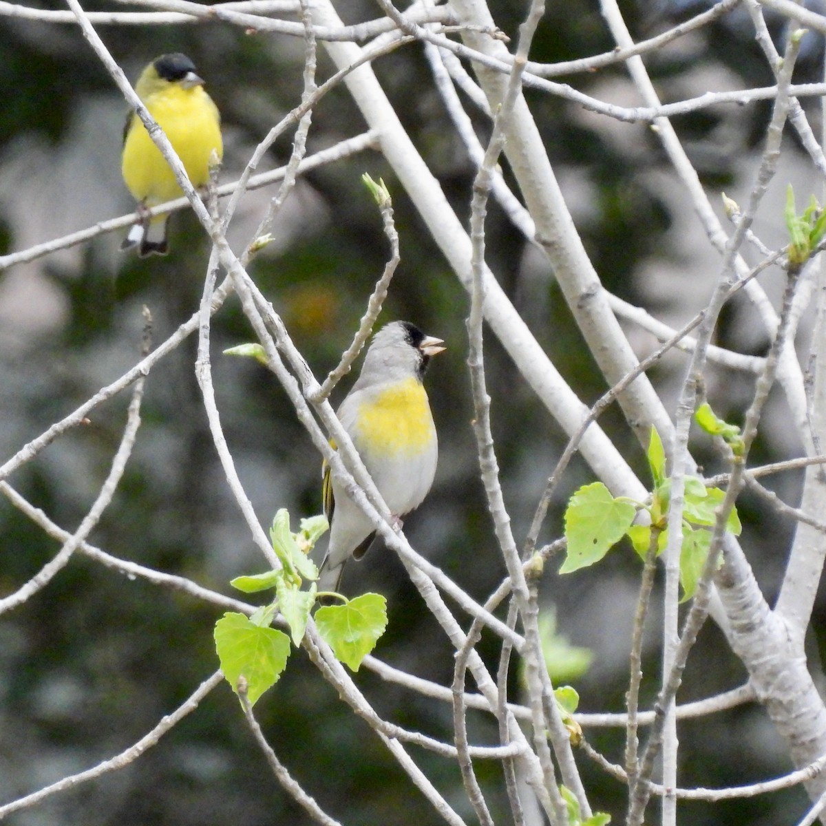 Lawrence's Goldfinch - Martha Wild