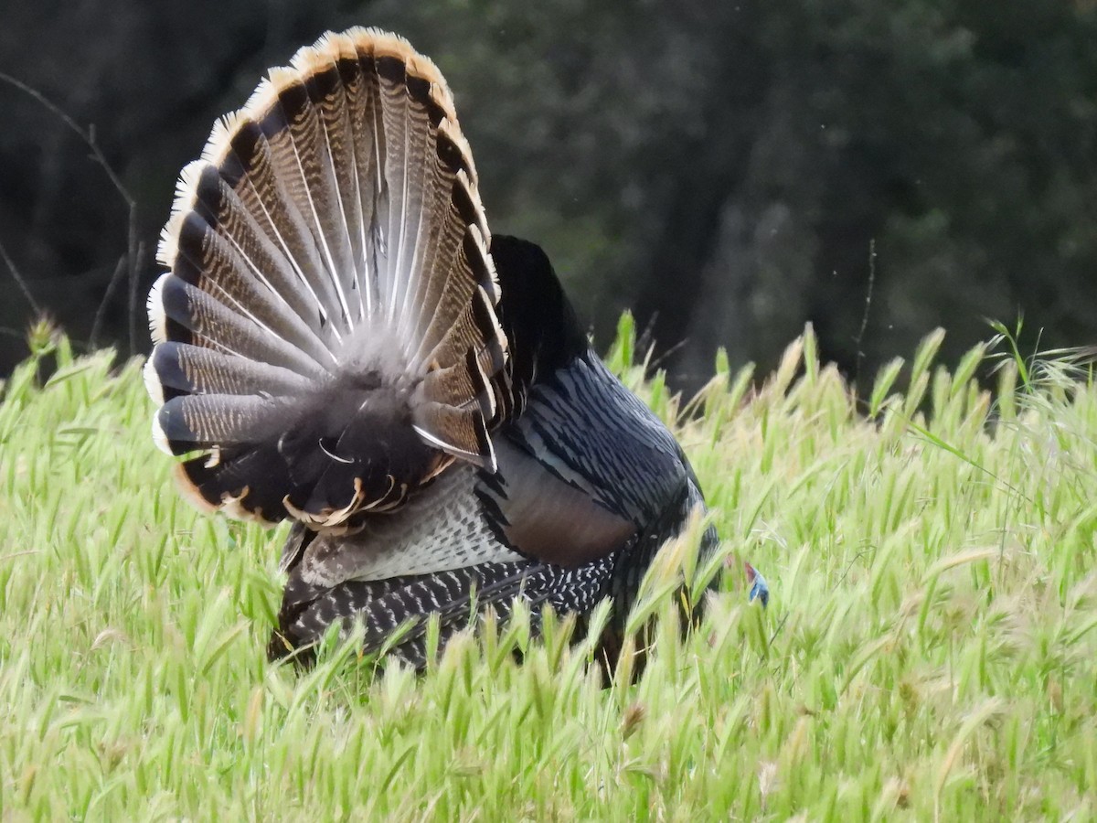 Guajolote Gallipavo - ML616903828