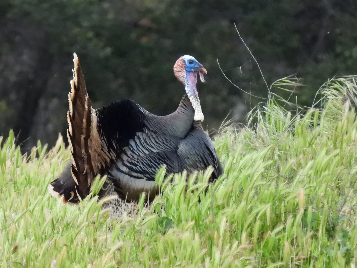 Wild Turkey - ML616903839