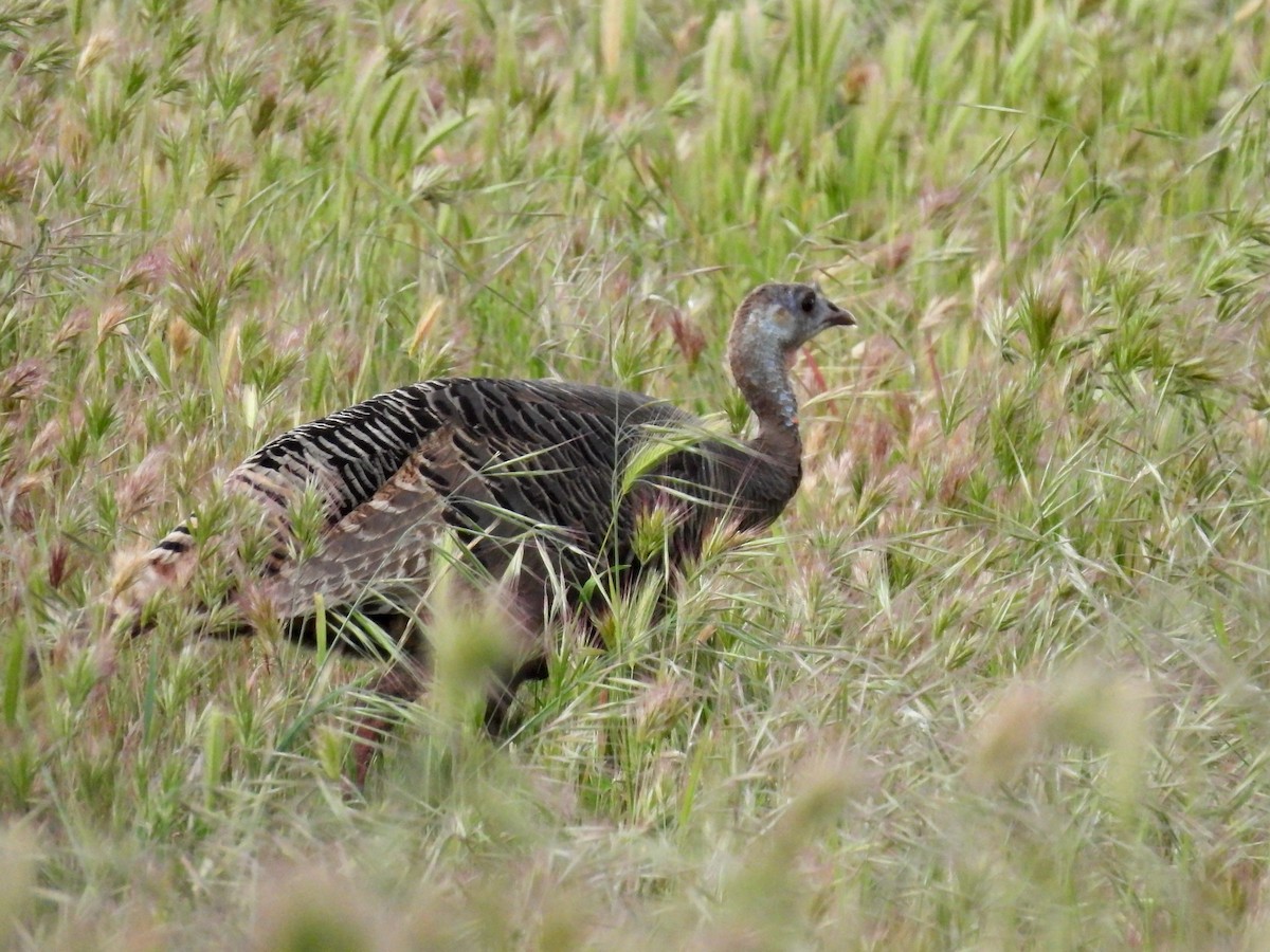 Wild Turkey - ML616903843