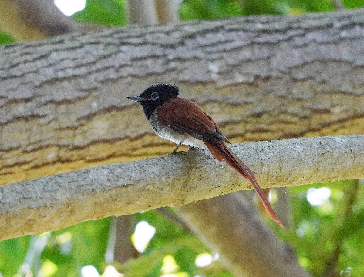 African Paradise-Flycatcher - ML616903856