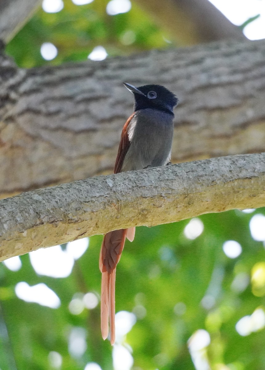 African Paradise-Flycatcher - ML616903857