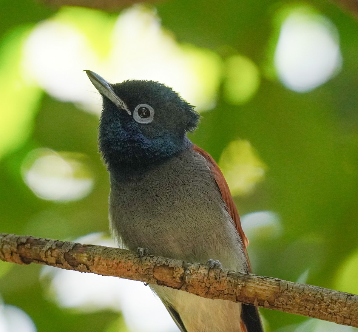 African Paradise-Flycatcher - ML616903859