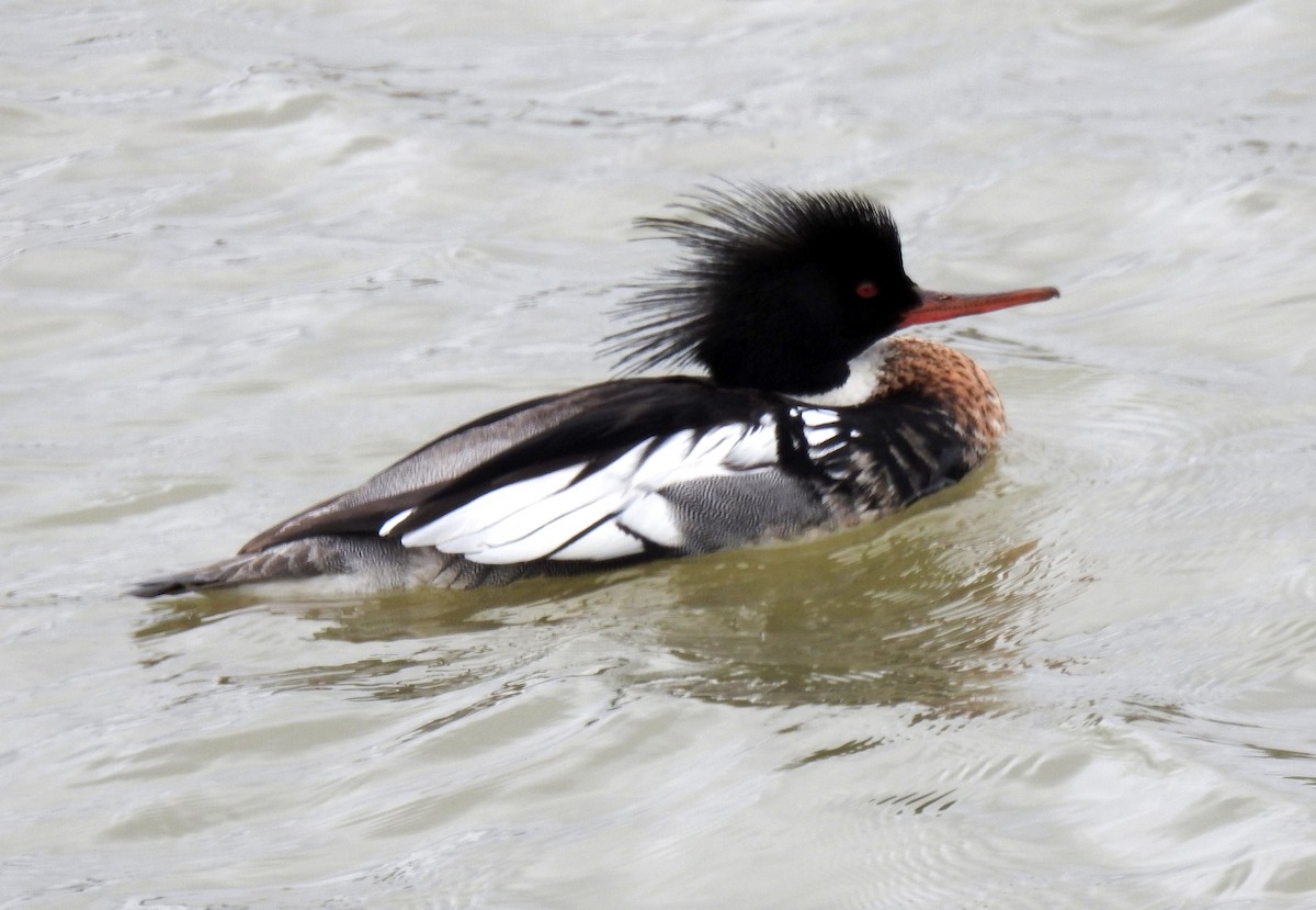 Red-breasted Merganser - ML616903902