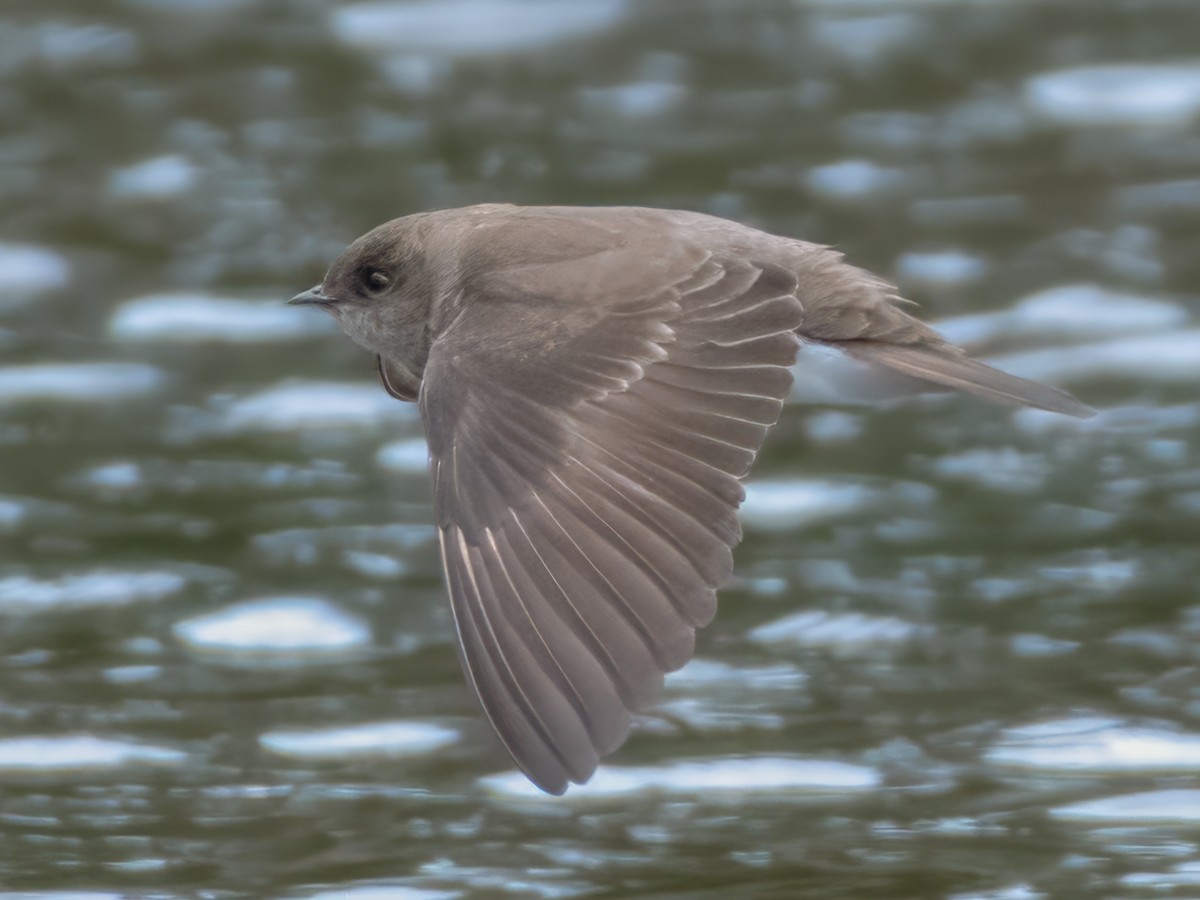 Northern Rough-winged Swallow - ML616903920