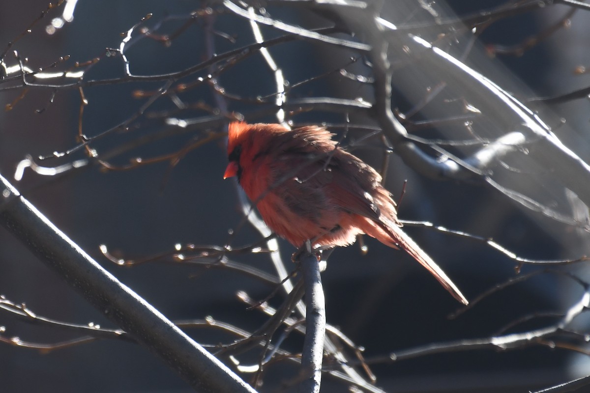 Northern Cardinal - roger beaupre