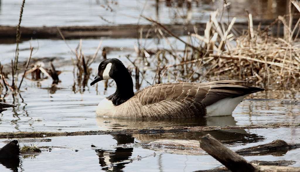 Canada Goose - ML616903923