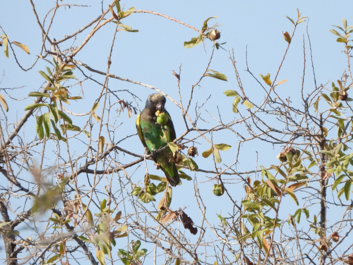 Meyer's Parrot - Bev Agler