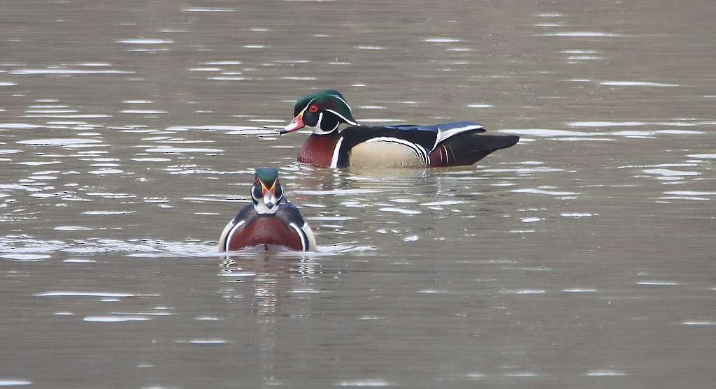 Wood Duck - ML616903931