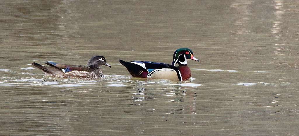 Wood Duck - ML616903935