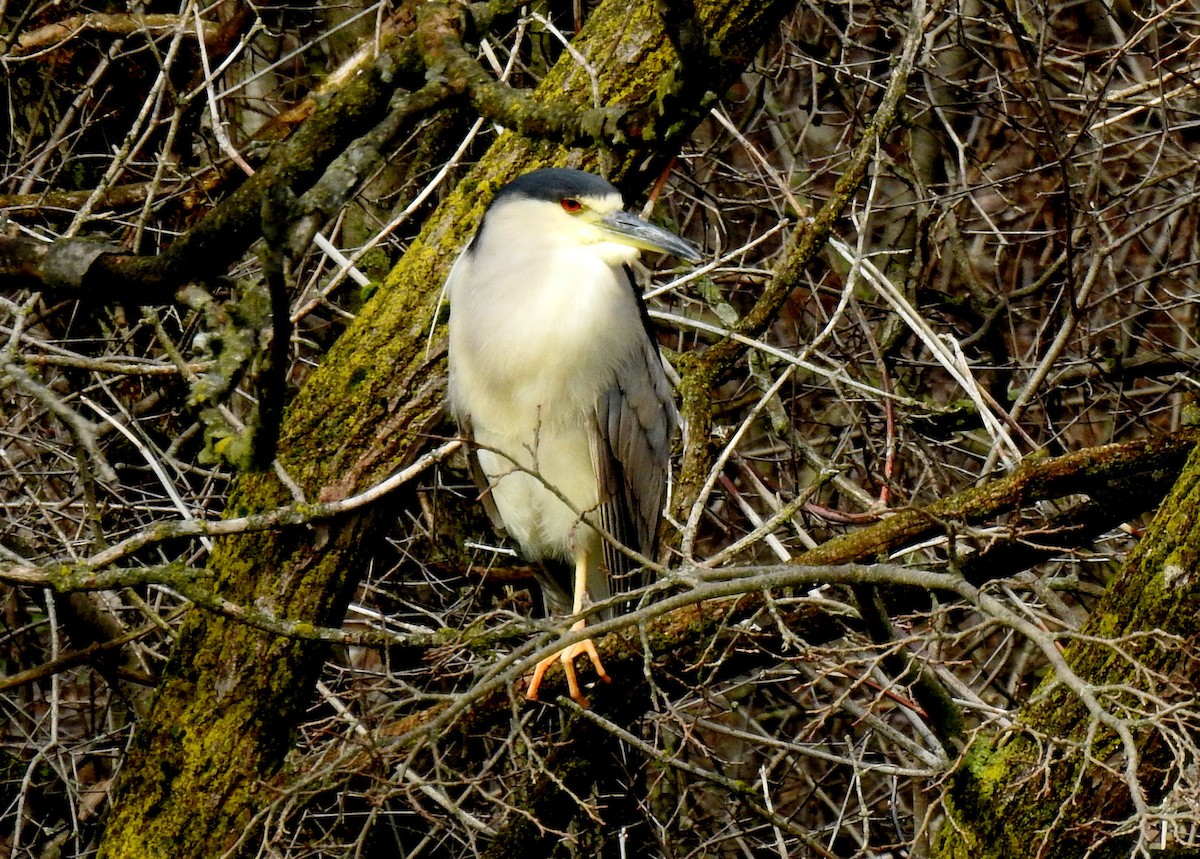 Black-crowned Night Heron - ML616903987