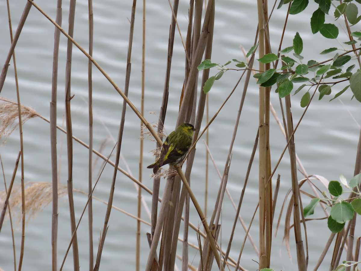 Eurasian Siskin - Sergio Calderon