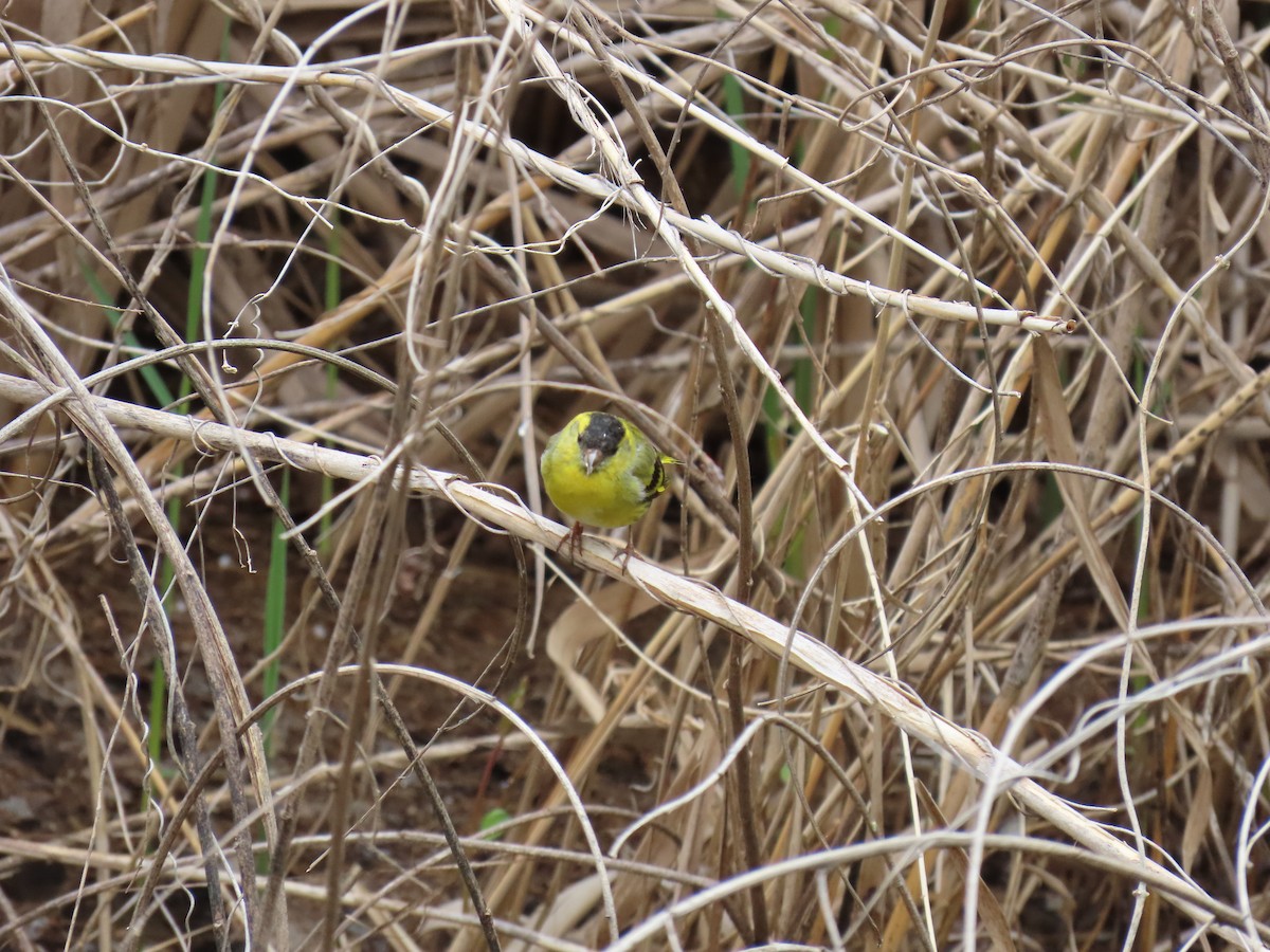 Eurasian Siskin - Sergio Calderon