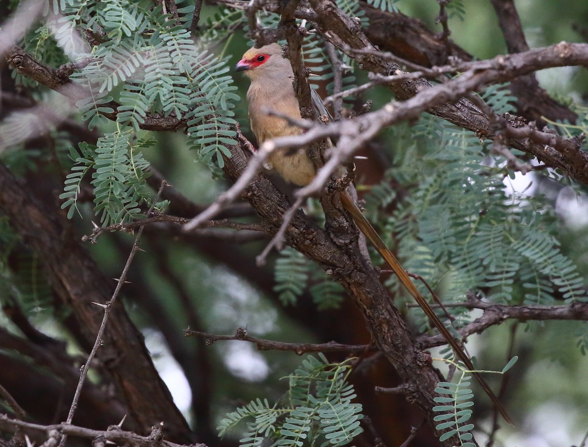 Red-faced Mousebird - ML616904042