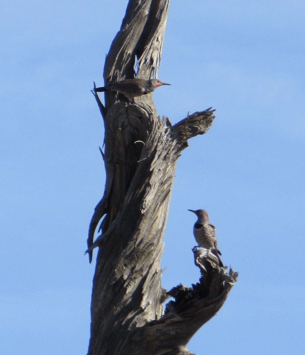 Northern Flicker - ML616904053