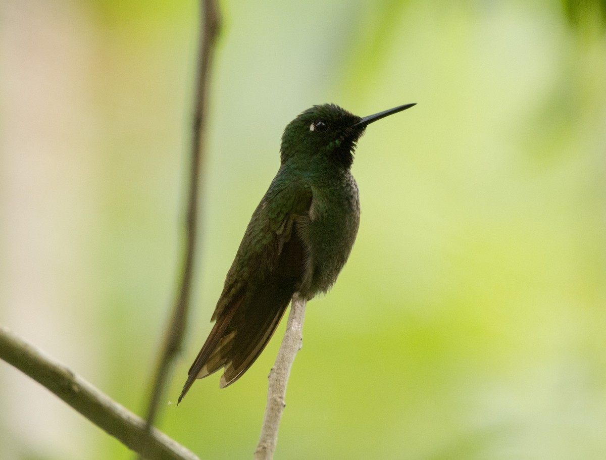 Colibrí Colirrojo - ML616904057