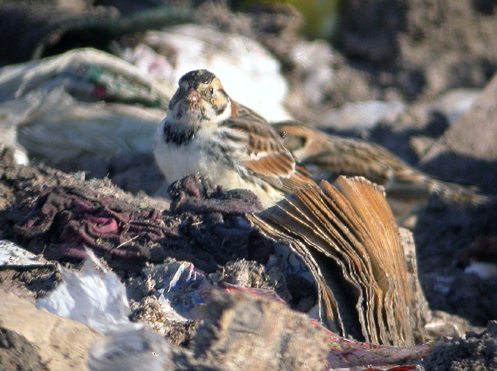 Lapland Longspur - ML616904151