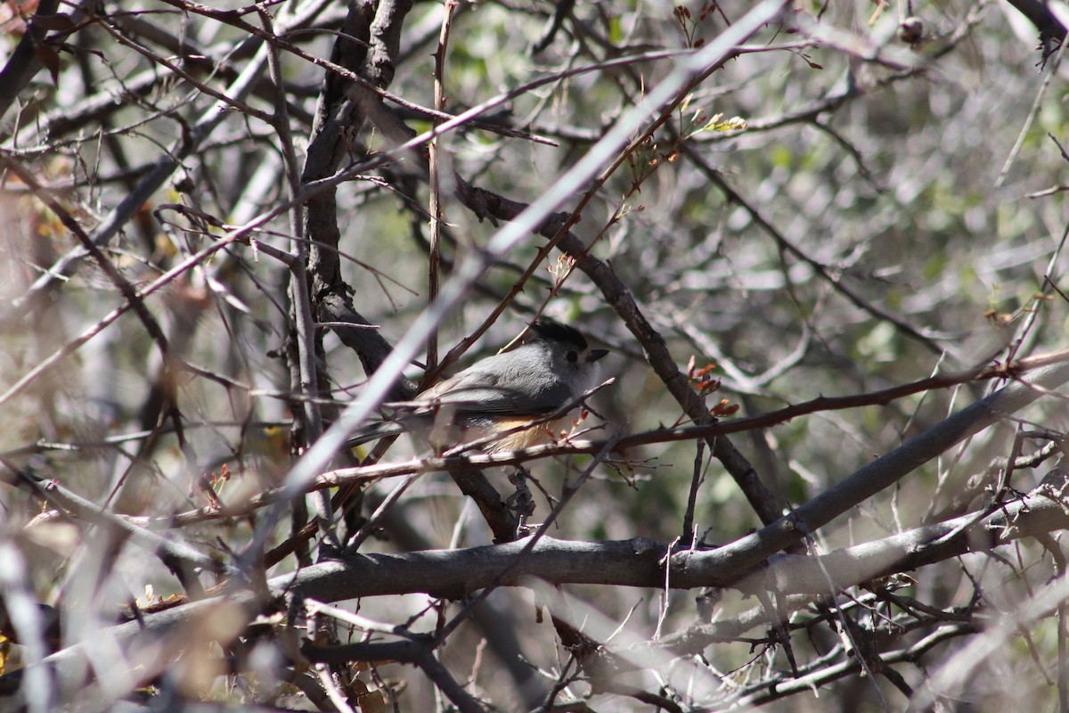 Black-crested Titmouse - ML616904159