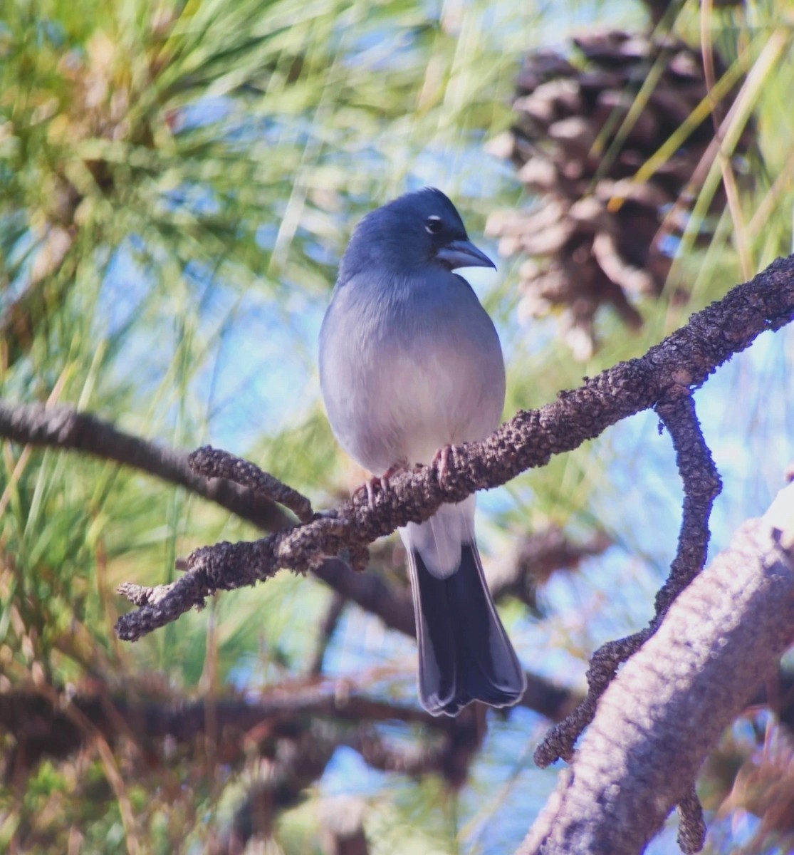 Tenerife Blue Chaffinch - ML616904163