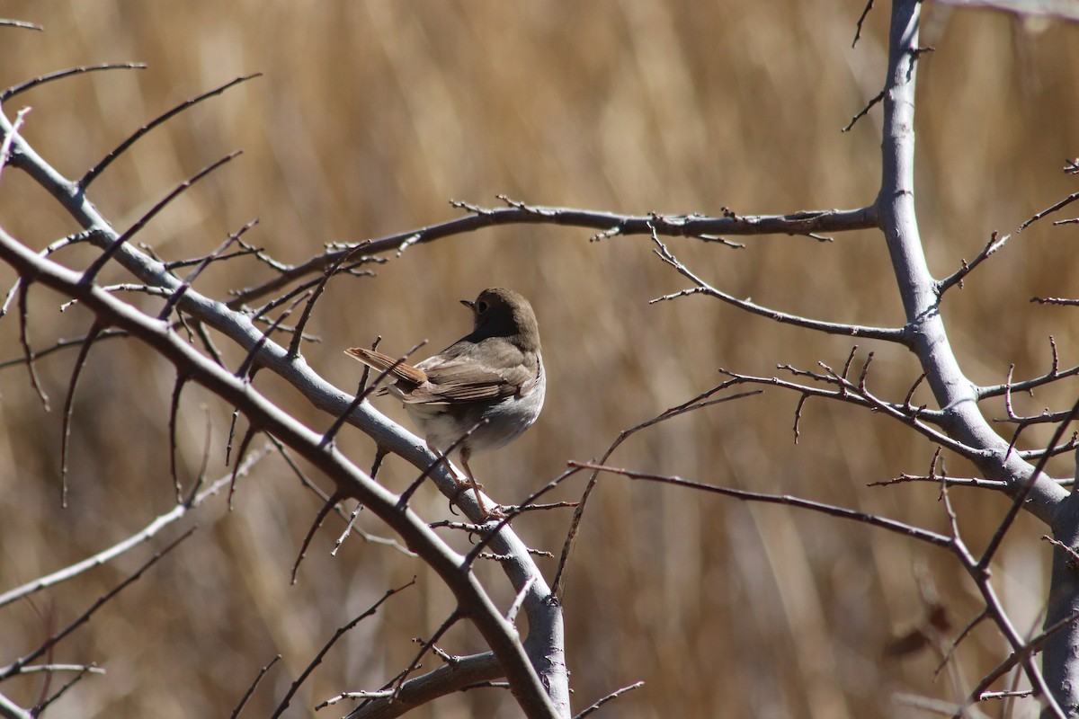 Hermit Thrush - ML616904182