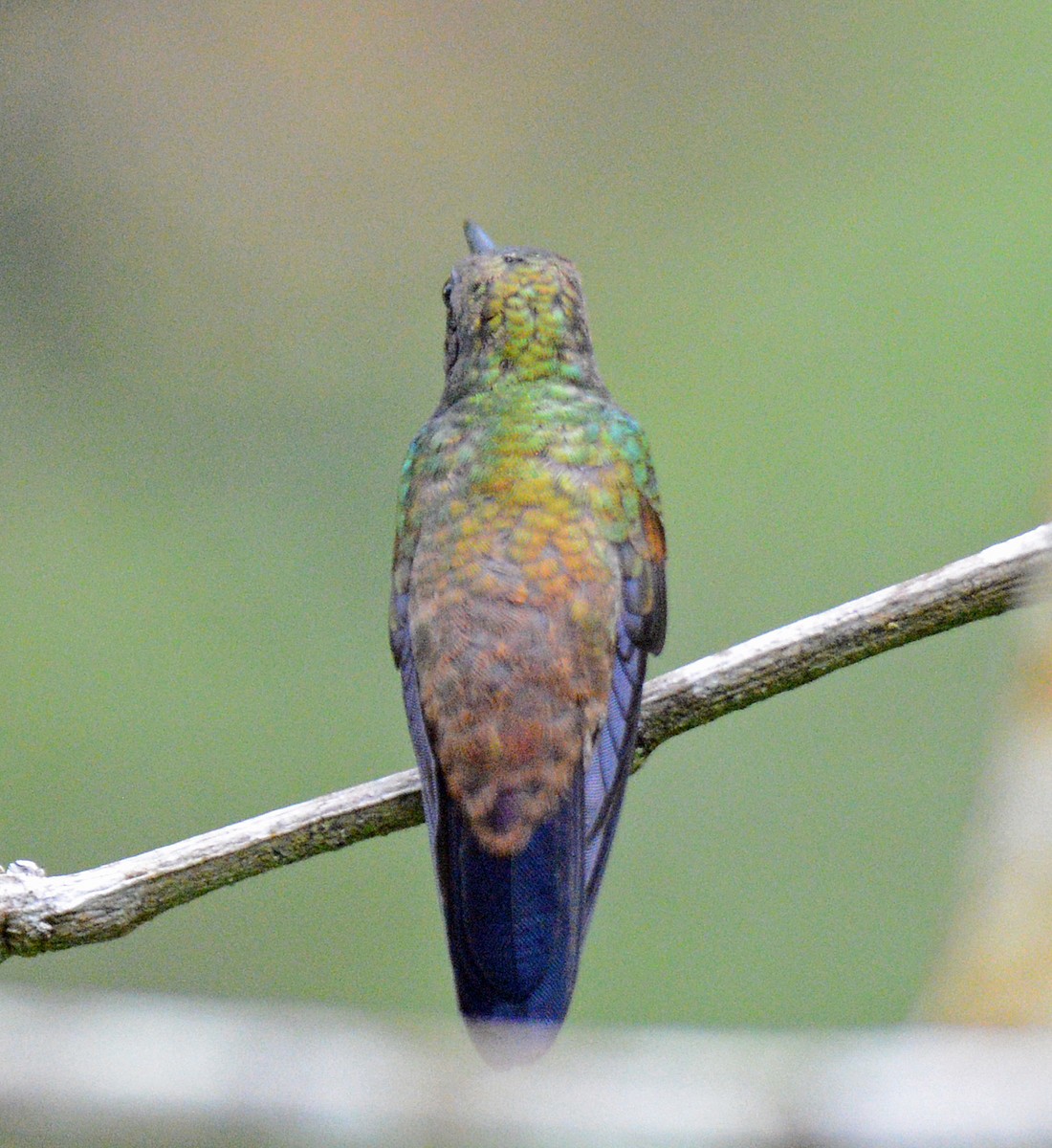 Copper-rumped Hummingbird - ML616904226