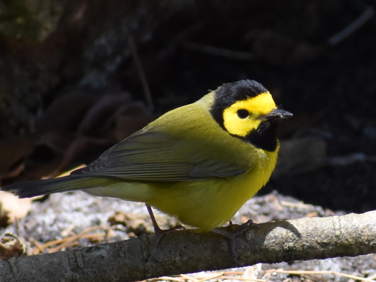 Hooded Warbler - ML616904329