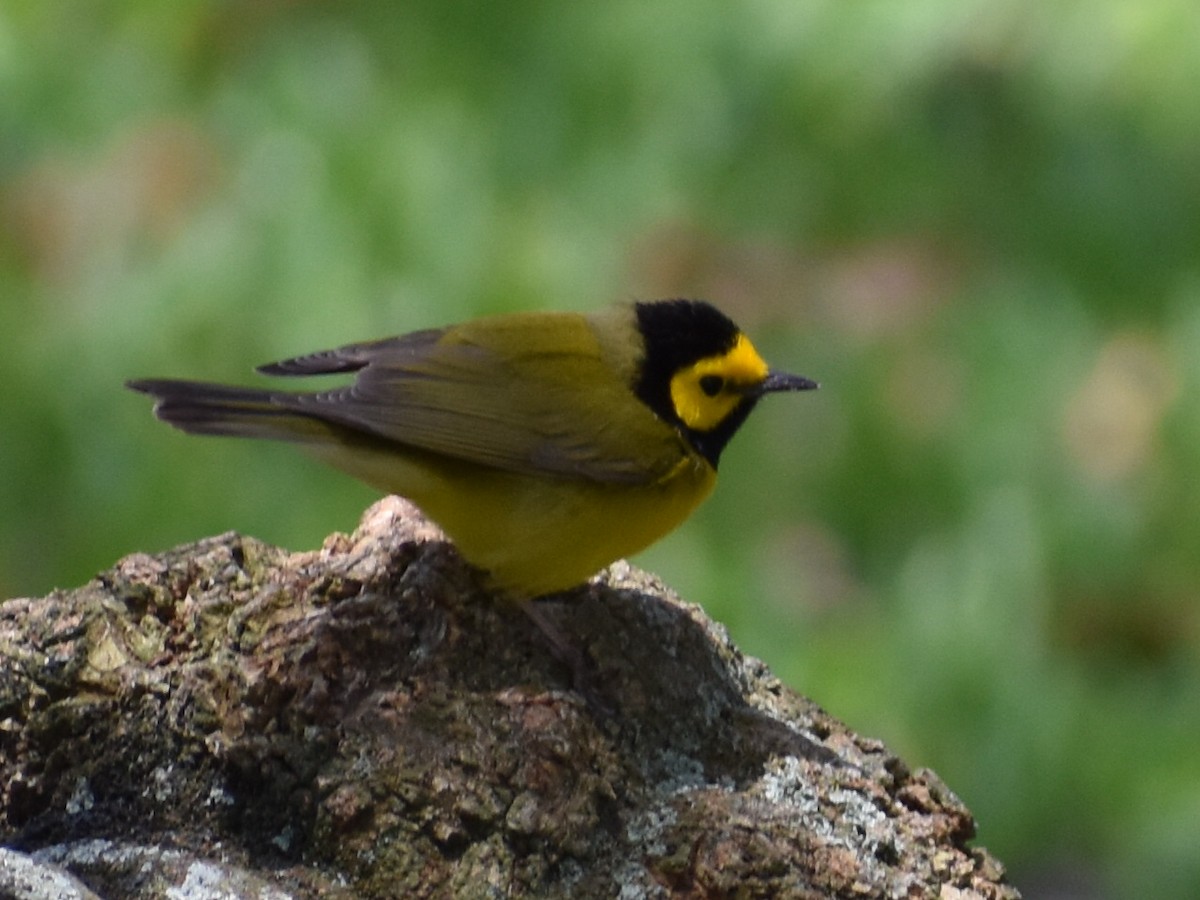 Hooded Warbler - ML616904334