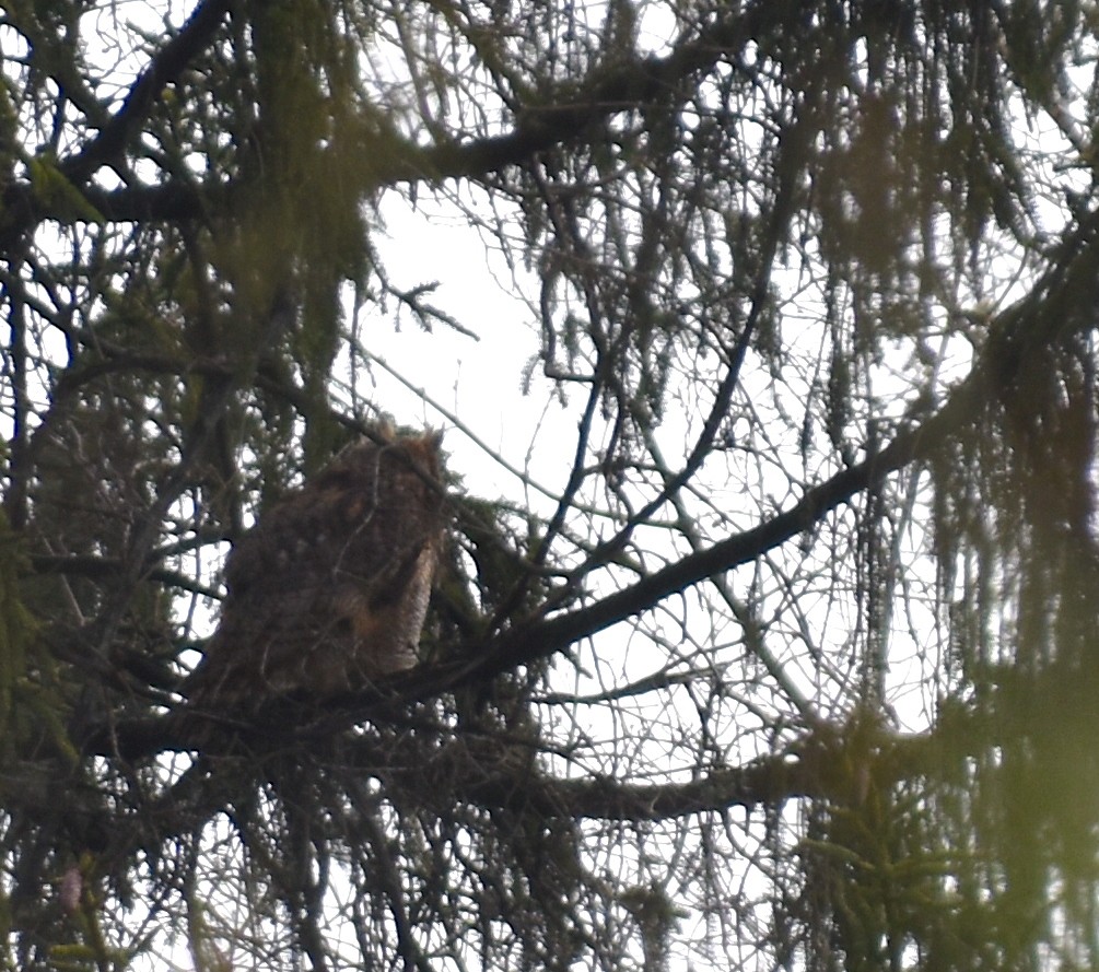 Great Horned Owl - ML616904354