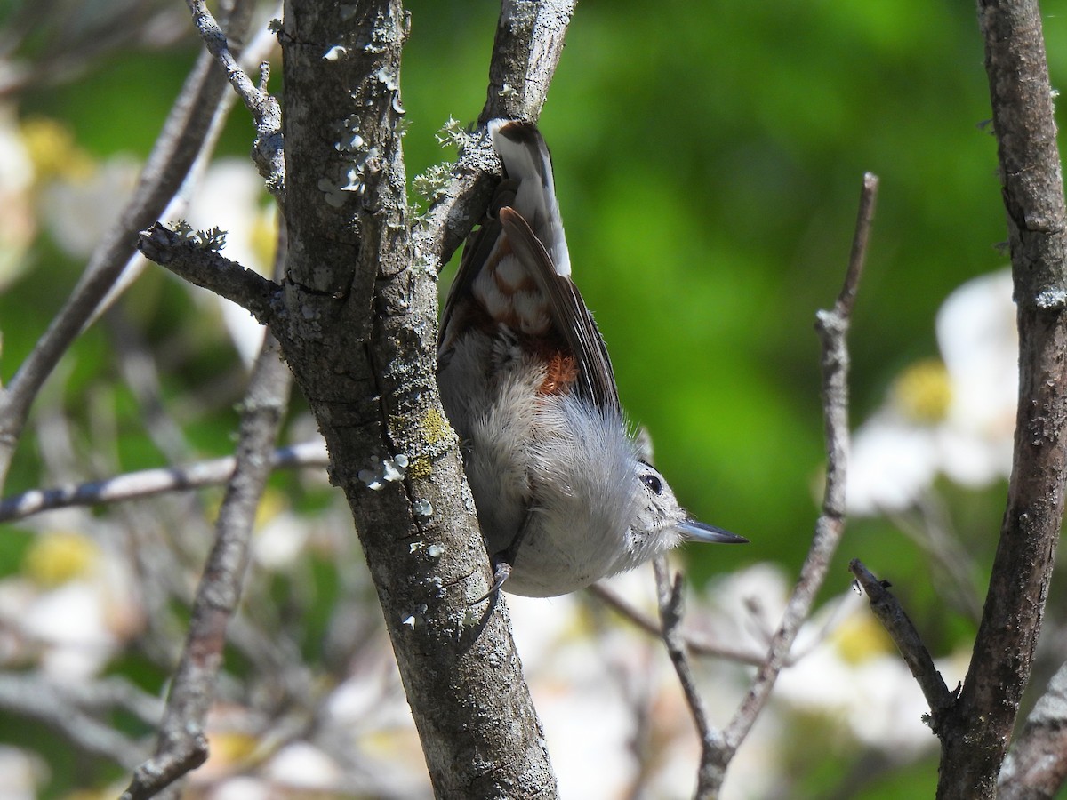 White-breasted Nuthatch - ML616904356