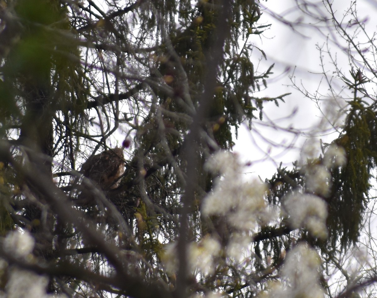 Great Horned Owl - ML616904357