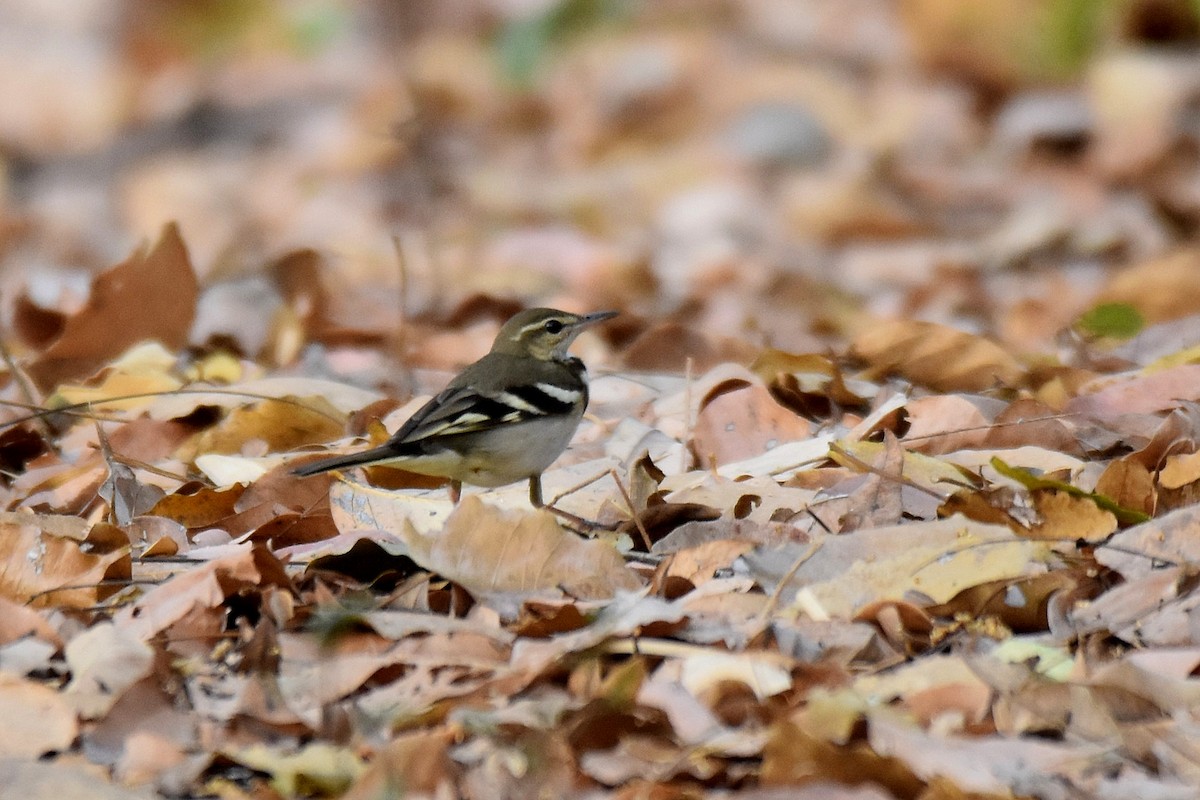 Forest Wagtail - ML616904359