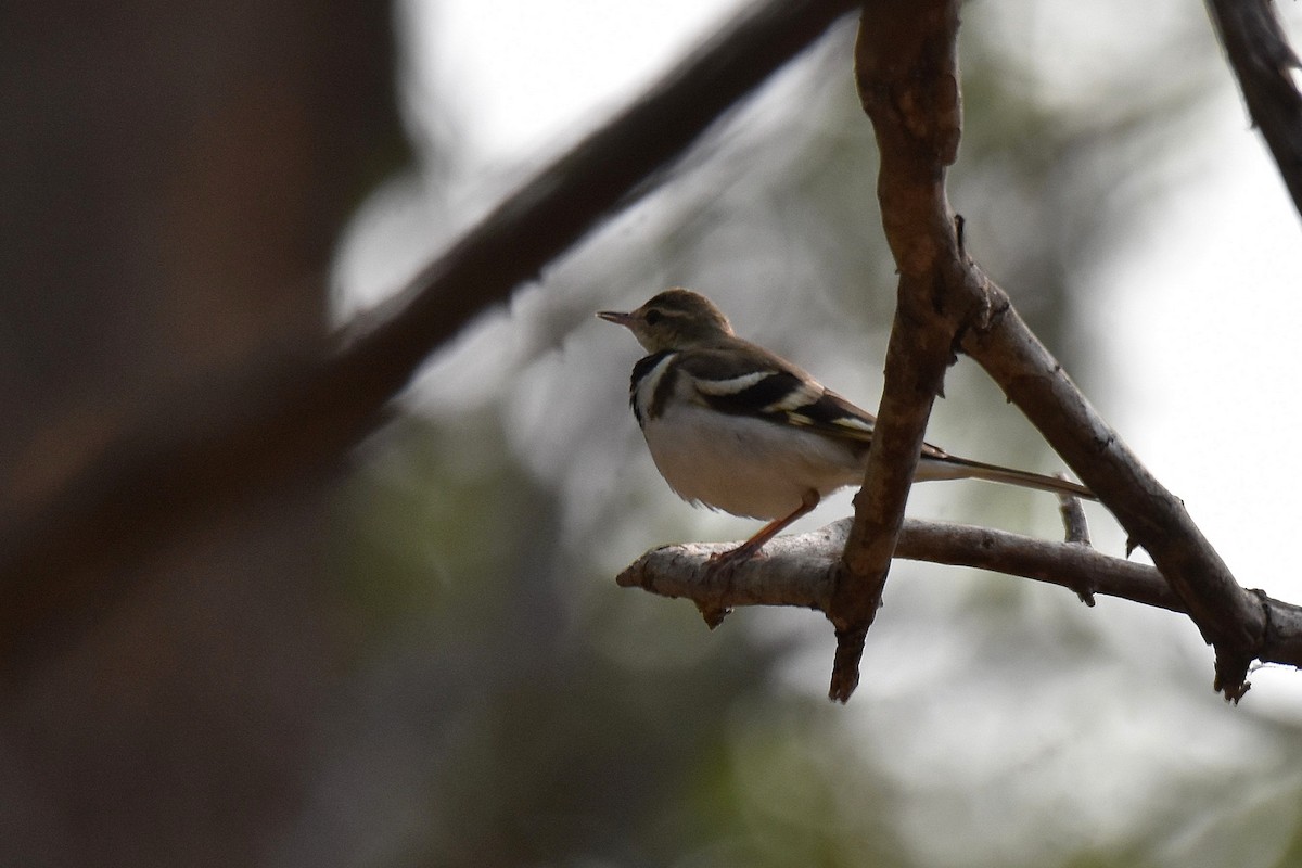 Forest Wagtail - ML616904360