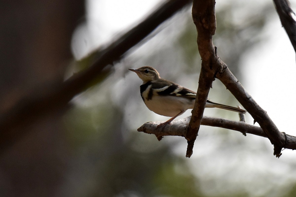 Forest Wagtail - ML616904361