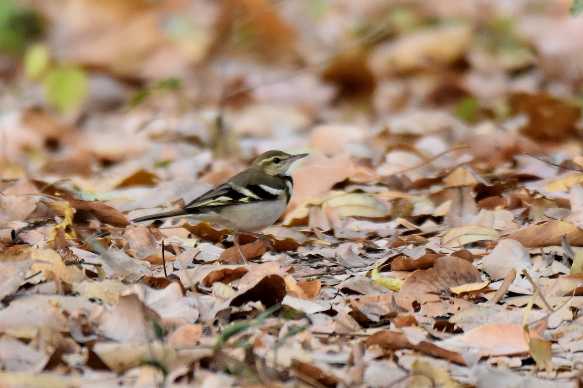 Forest Wagtail - ML616904364
