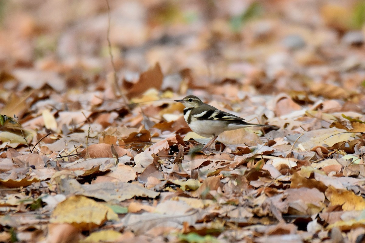 Forest Wagtail - ML616904365