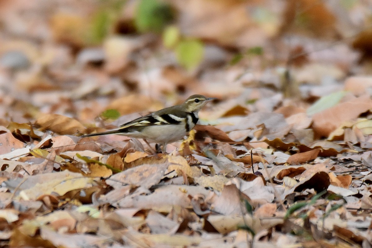 Forest Wagtail - ML616904367