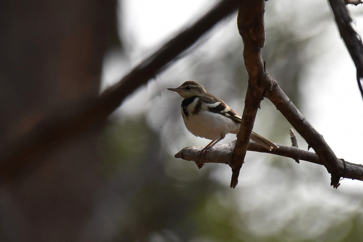 Forest Wagtail - ML616904368